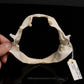 Roughskin Spurdog Jaw with Data ex Dr. Gordon Hubbell