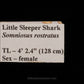 Little Sleeper Shark Jaw with Data ex Dr. Gordon Hubbell
