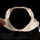 Flapnose Houndshark Jaw w/DATA ex Dr. Gordon Hubbell