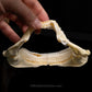 Plunket Shark Jaw with Data ex Dr. Gordon Hubbell
