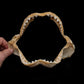 Juvenile Tiger Shark Jaw ex Dr Gordon Hubbell