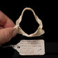 Barbeled Houndshark Jaw w/DATA ex Dr. Gordon Hubbell