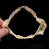 Sharpnose Sevengill Shark Jaw ex Dr. Gordon Hubbell