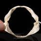 Flapnose Houndshark Jaw w/DATA ex Dr. Gordon Hubbell