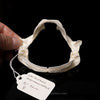 Dwarf Gulper Shark Jaw w/DATA ex Dr. Gordon Hubbell