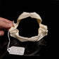 Mandarin Dogfish Jaw with Data ex Dr. Gordon Hubbell