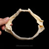 Plunket Shark Jaw with Data ex Dr. Gordon Hubbell