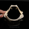 Little Sleeper Shark Jaw with Data ex Dr. Gordon Hubbell