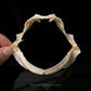 New Zealand Lanternshark Jaw w/Data Ex. Dr Gordon Hubbell