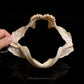 Knifetooth Dogfish Jaw with Data ex Dr.Gordon Hubbell