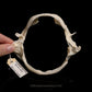 Roughskin Spurdog Jaw with Data ex Dr. Gordon Hubbell