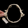 Roughskin Spurdog Jaw with Data ex Dr. Gordon Hubbell