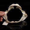 Gulper Shark Jaw ex Dr. Gordon Hubbell