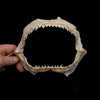 Blue Shark Jaw Ex Dr. Gordon Hubbell