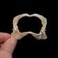 Japanese Topeshark Jaw ex Dr. Gordon Hubbell