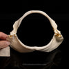 Gummy Shark Jaw with Data ex Dr.Gordon Hubbell