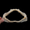 Blackspot Shark Jaw ex Dr. Gordon Hubbell