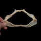Milk Shark Jaw ex Dr. Gordon Hubbell