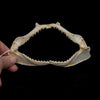 Milk Shark Jaw ex Dr. Gordon Hubbell