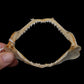 Milk Shark Jaw ex Dr. Gordon Hubbell