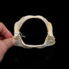 Japanese Topeshark Jaw ex Dr. Gordon Hubbell