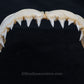 Rare Juvenile Great White Shark Jaw with DATA 4'8" ex Dr. Gordon Hubbell