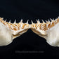 Rare Juvenile Great White Shark Jaw with DATA 4'8" ex Dr. Gordon Hubbell