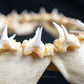 Rare Juvenile Great White Shark Jaw with DATA 4'8" ex Dr. Gordon Hubbell