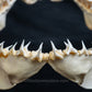 Rare Juvenile Great White Shark Jaw with DATA 4'8" ex Dr. Gordon Hubbell