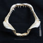 Rare Juvenile Great White Shark Jaw with DATA 4'8" ex Dr. Gordon Hubbell