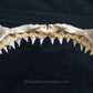 Rare Juvenile Great White Shark Jaw with DATA 4'8" ex Dr. Gordon Hubbell