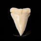 Modern Great White Tooth 2.36"