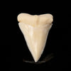 Modern Great White Tooth 2.36"