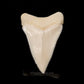 Modern Great White Tooth 2.36"