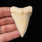 Modern Great White Tooth 2.36"