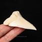 Modern Great White Tooth 2.36"