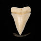 Modern Great White Tooth 2.39"
