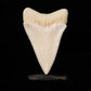Modern Great White Tooth 2.39"