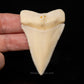 Modern Great White Tooth 2.39"