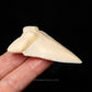Modern Great White Tooth 2.39"